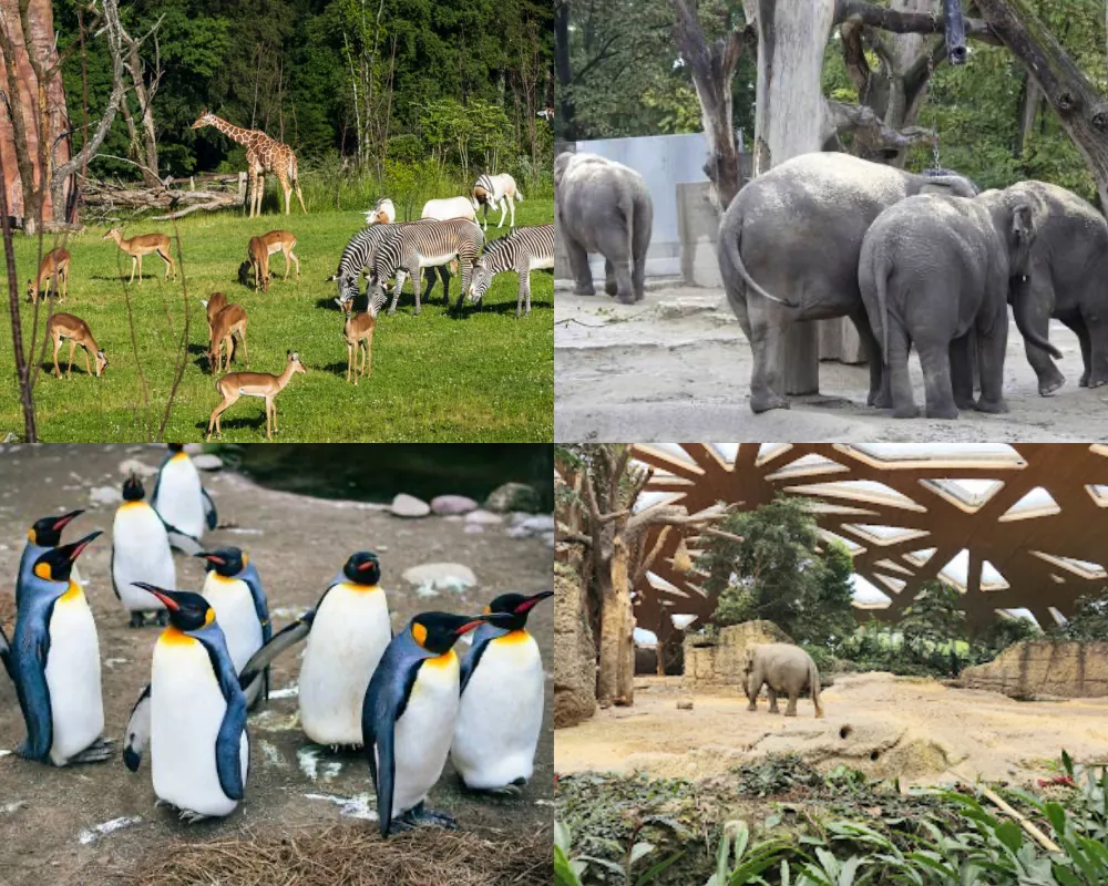 蘇黎世動物園 Zurich Zoo