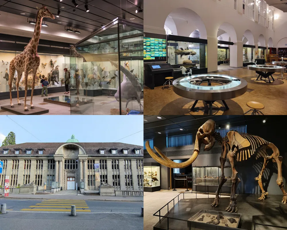 蘇黎世大學自然史博物館 Natural History Museum of the University of Zurich