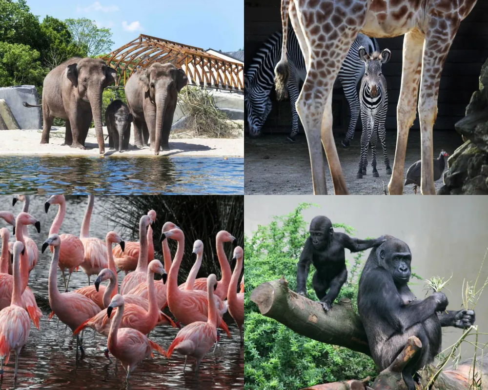 阿姆斯特丹阿提斯皇家動物園